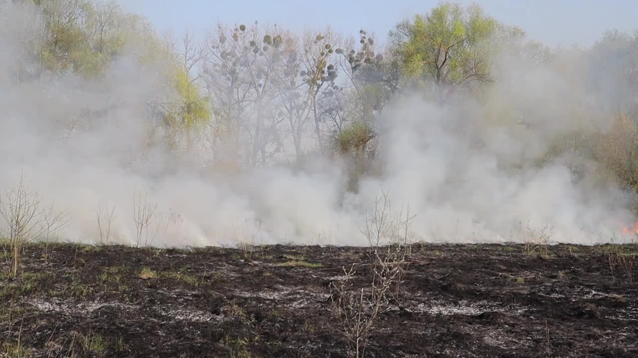 草地上燃烧着干草。田野里着火了。环境灾害、环境、气候变化、环境污染视频素材