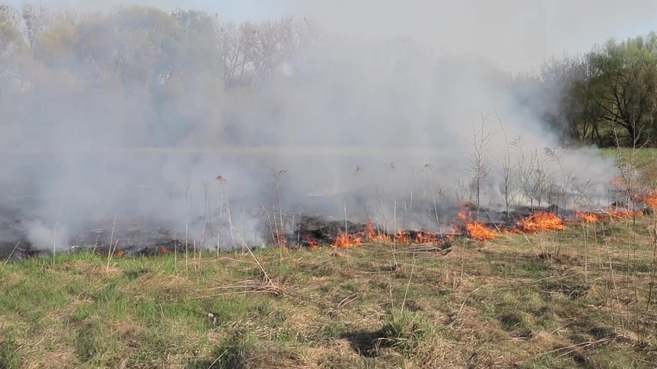 草地上燃烧着干草。田野里着火了。环境灾害、环境、气候变化、环境污染视频素材