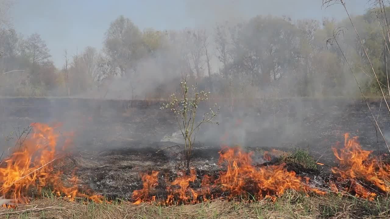 草地上燃烧着干草。田野里着火了。环境灾害、环境、气候变化、环境污染视频下载