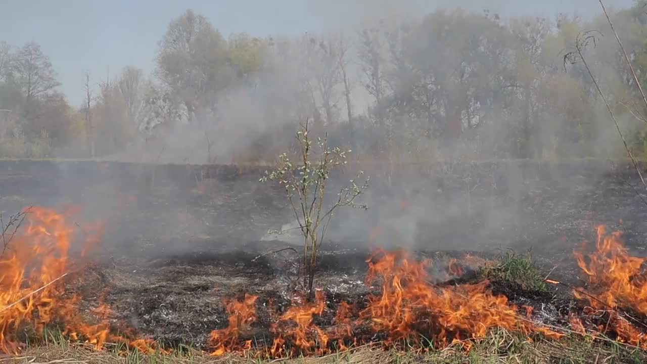 草地上燃烧着干草。田野里着火了。环境灾害、环境、气候变化、环境污染视频素材