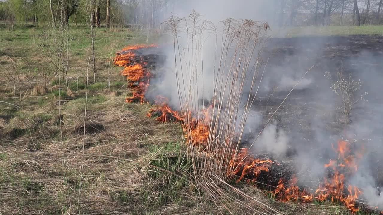 草地上燃烧着干草。田野里着火了。环境灾害、环境、气候变化、环境污染视频下载