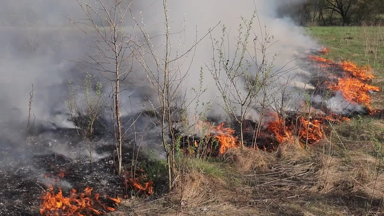 草地上燃烧着干草。田野里着火了。环境灾害、环境、气候变化、环境污染视频素材