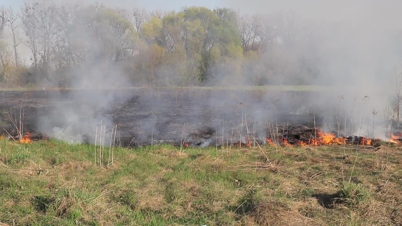 草地上燃烧着干草。田野里着火了。环境灾害、环境、气候变化、环境污染视频下载