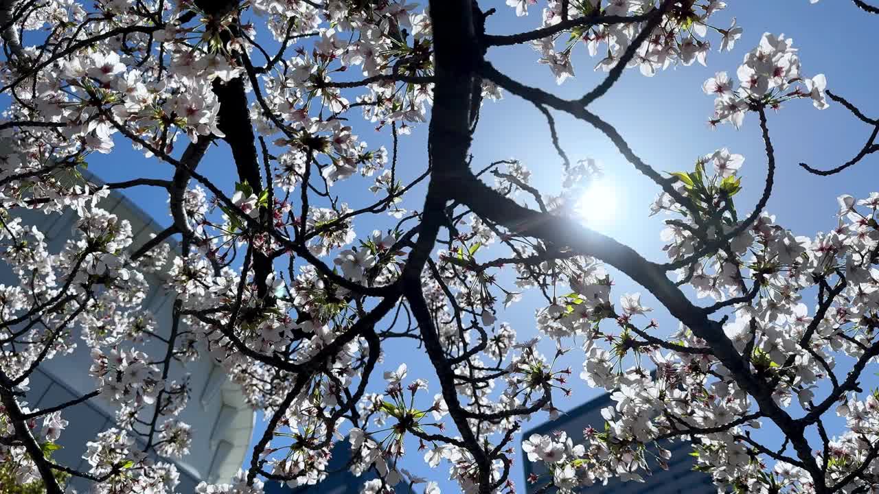 阳光透过一个晴朗的日子里的樱花，树枝盛开视频素材