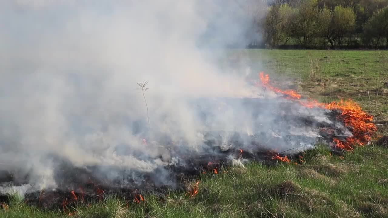 草地上燃烧着干草。田野里着火了。环境灾害、环境、气候变化、环境污染视频素材