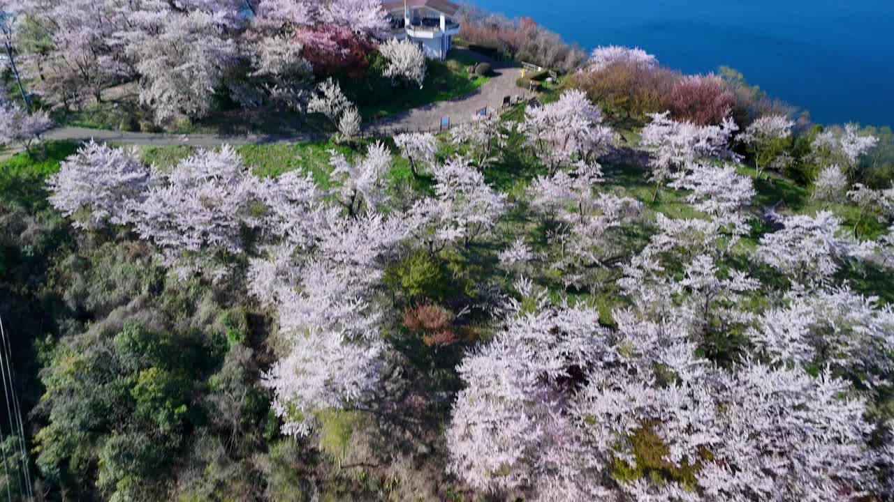 香川县三代市的静山的樱花和濑户内海视频下载