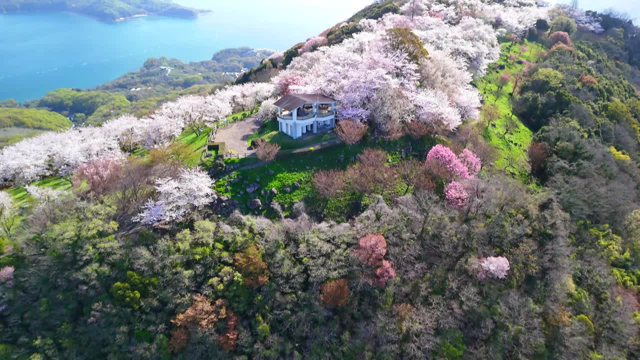 香川县三代市的静山的樱花和濑户内海视频素材