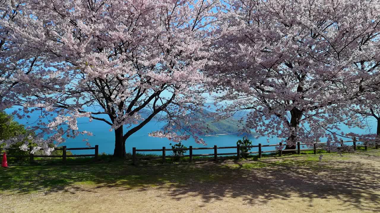 香川县三代市的静山的樱花和濑户内海视频素材