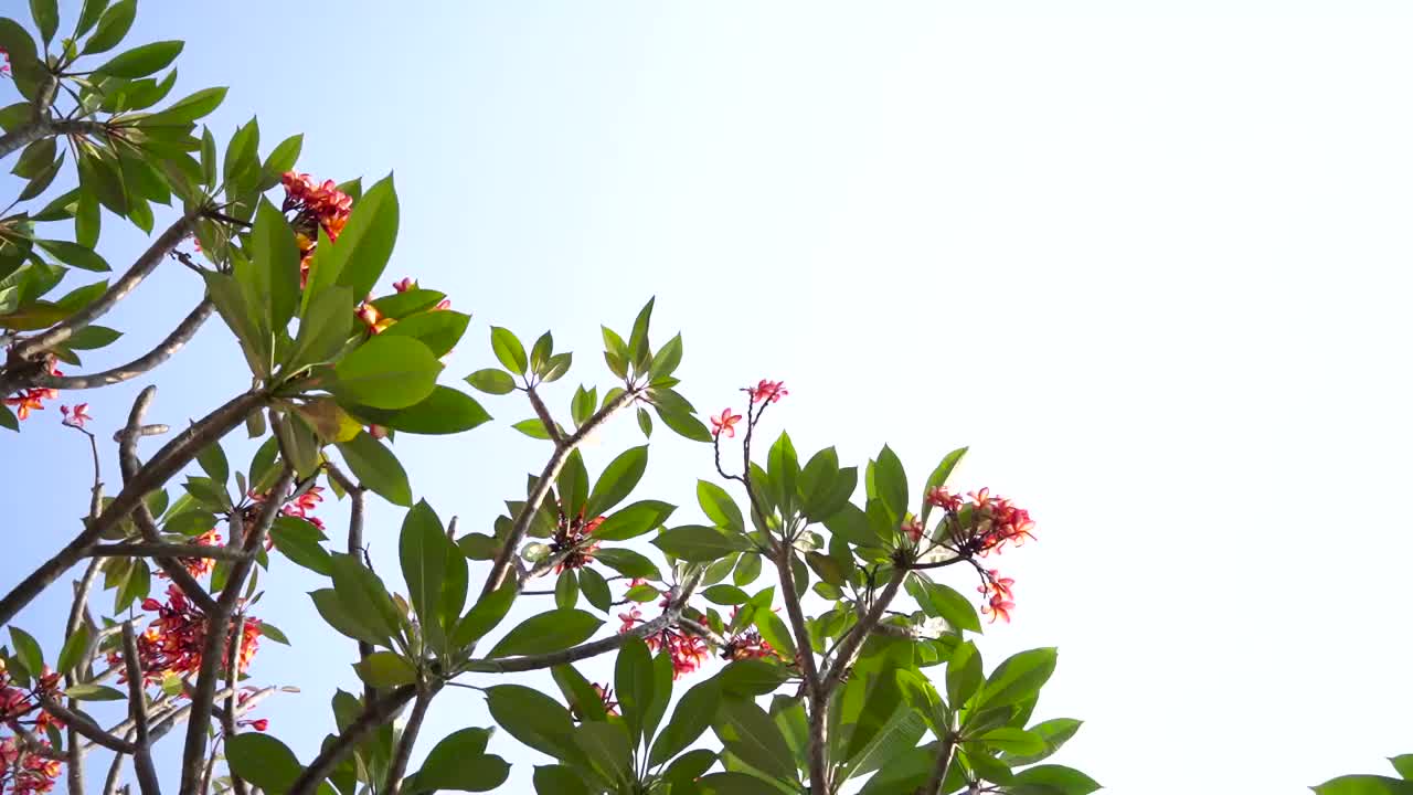 从鸡蛋花树下看，视频角度是旋转的视频下载