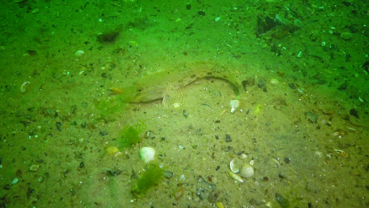 海鱼虾虎鱼(Mesogobius batrachocephalus)躺在海底，身上覆盖着贝壳视频素材