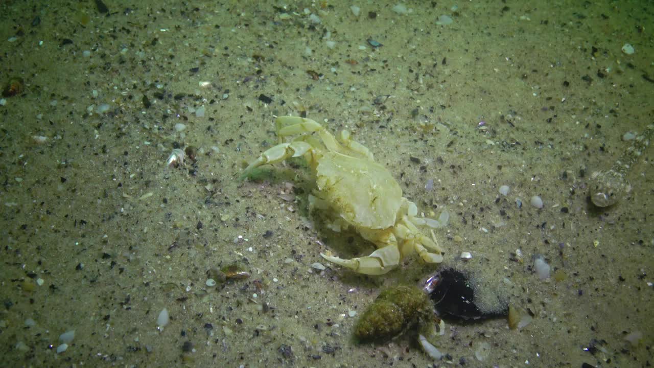 暴风雨时，螃蟹的壳在海底摇摆。乌克兰。游蟹(Macropipus holsatus)。黑海的动物群。视频素材