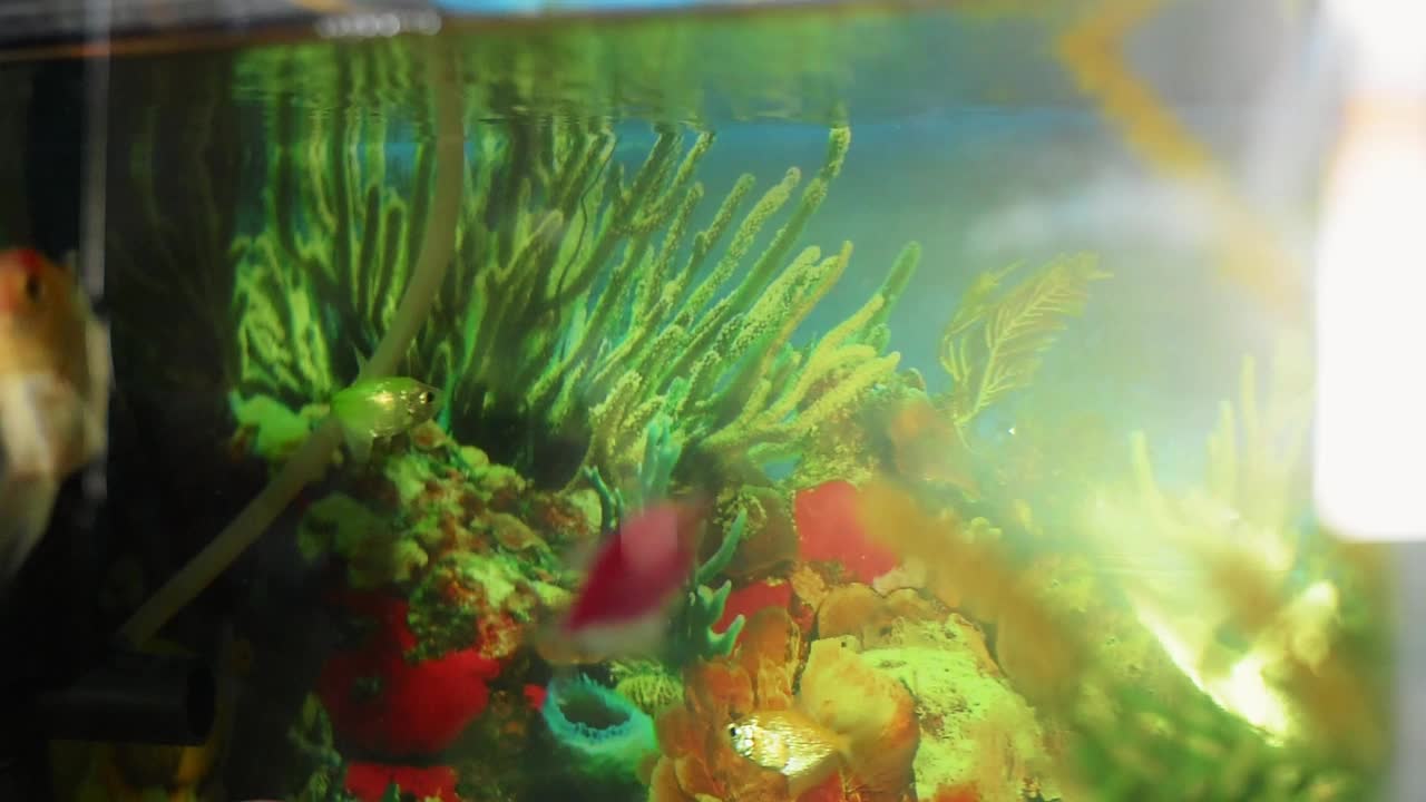 美丽的小观赏鱼在水族馆里美丽地游泳视频下载