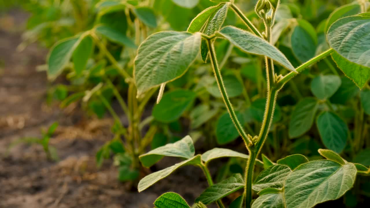 田里正在生长的小黄豆。有选择性的重点。大自然。视频素材