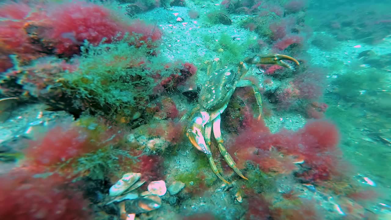 绿蟹(Carcinus aestuarii)，一只带着卵的雌蟹走在布满绿藻的海底沙滩上，黑海视频素材