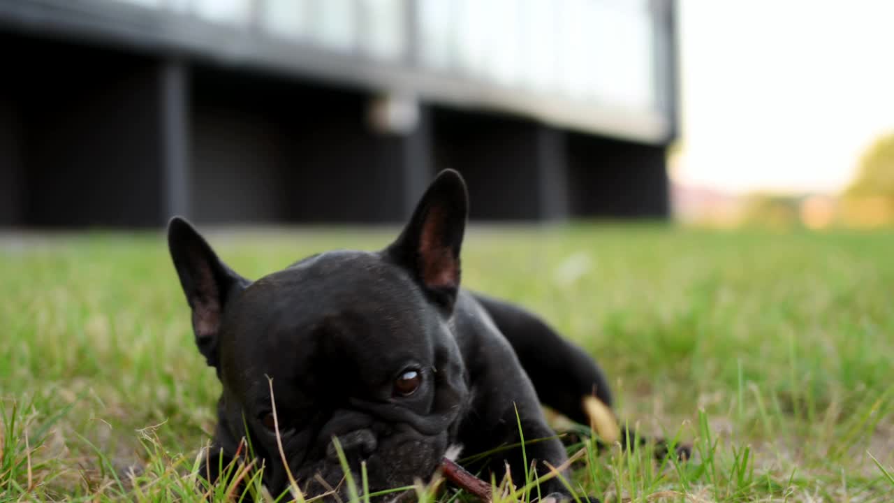 夏日里，一只黑色的法国斗牛犬躺在房子附近的草地上啃着棍子。宠物的概念，受伤的危险，狗的心理问题，荷尔蒙失衡，寄生虫感染的危险。视频下载