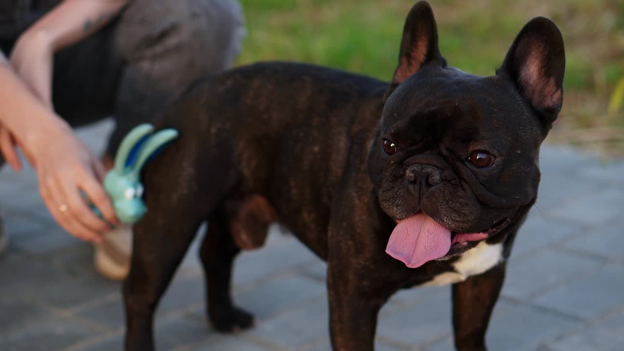 主人在散步时用手抚摸着草坪上的法国斗牛犬，玩着玩具，表现出对宠物的爱。人与狗之间的友谊概念，关怀视频素材