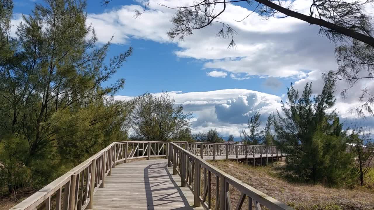 风吹在树上视频下载