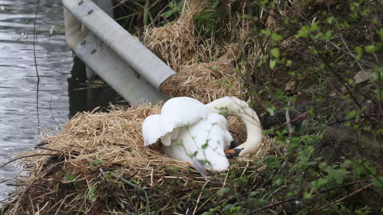 天鹅视频下载