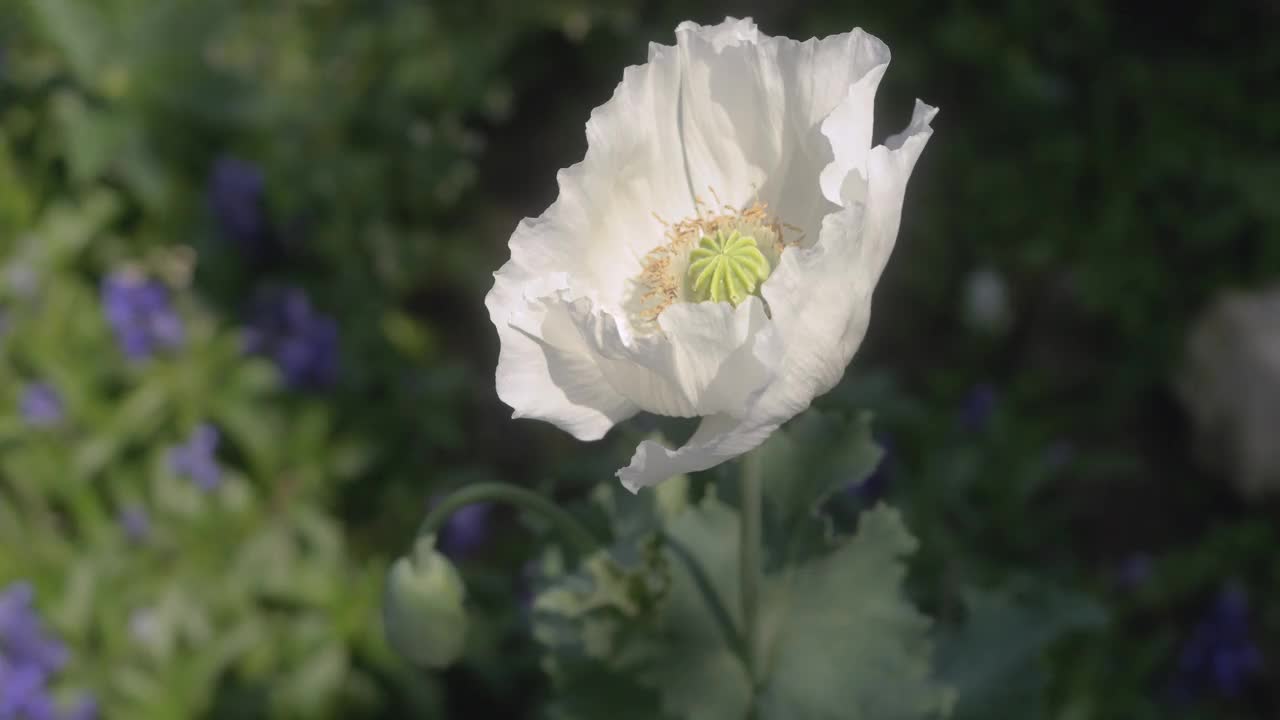 在花园背景中，白色罂粟花或面包籽罂粟(Papaver somniferum)植物的绿叶随风摇曳的慢动作，仅限科普展示视频下载