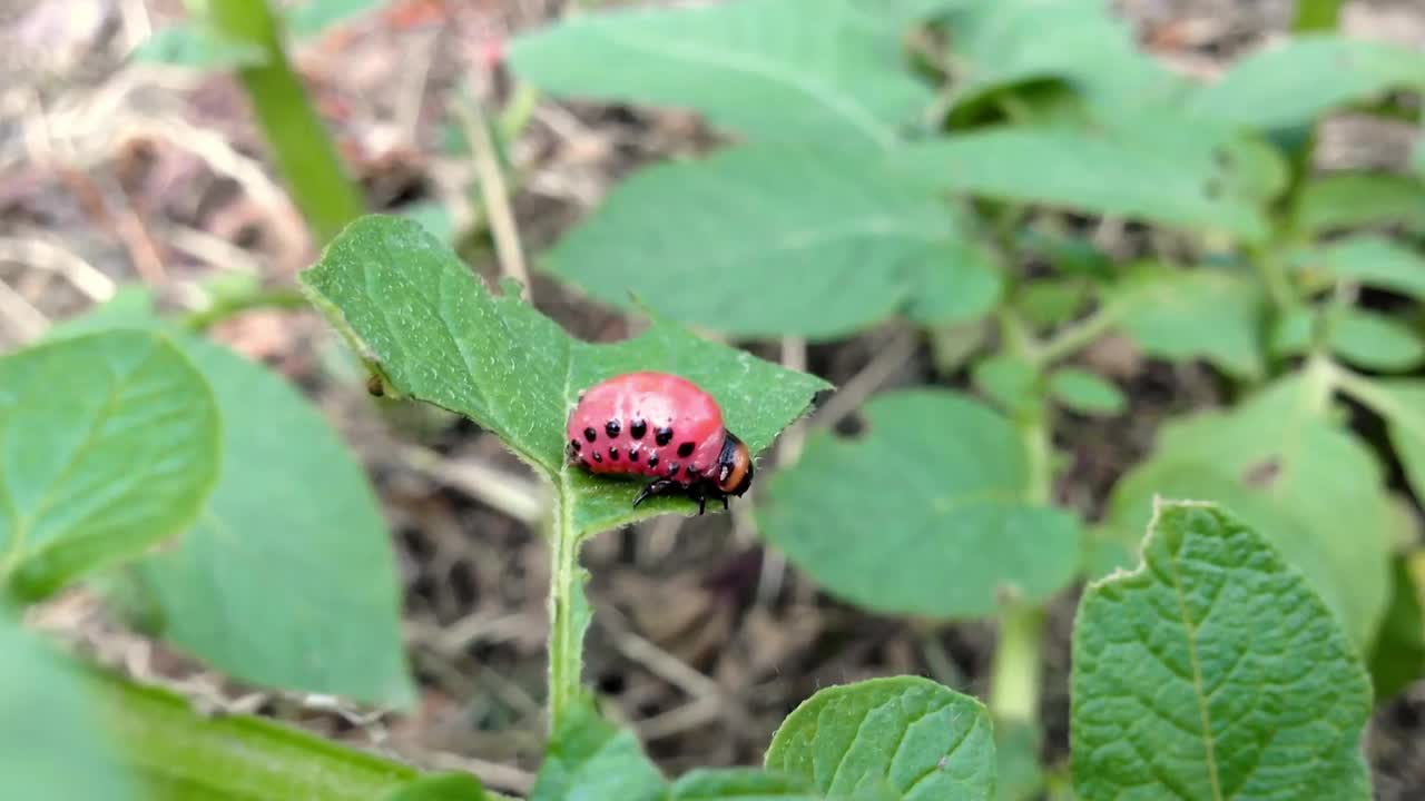 一只红色的虫子坐在一片叶子上视频素材