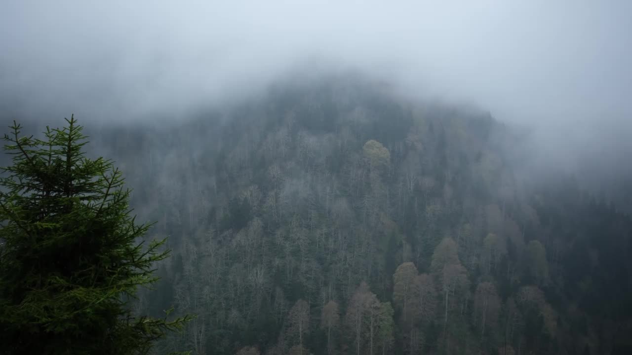 雾在森林景观中的移动视频下载