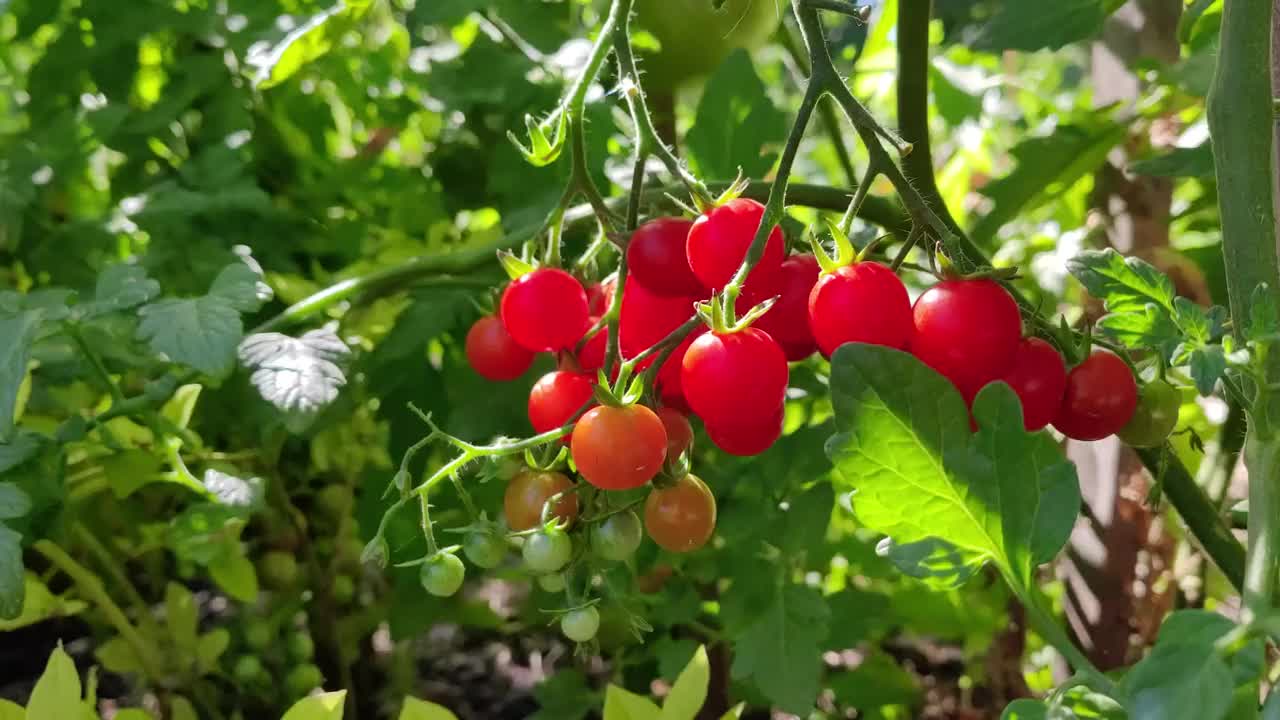 种植在后院或农场的有机圣女果。视频下载