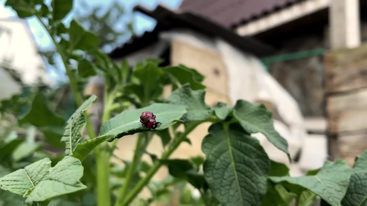 一只红色的虫子正坐在一片植物的叶子上视频素材