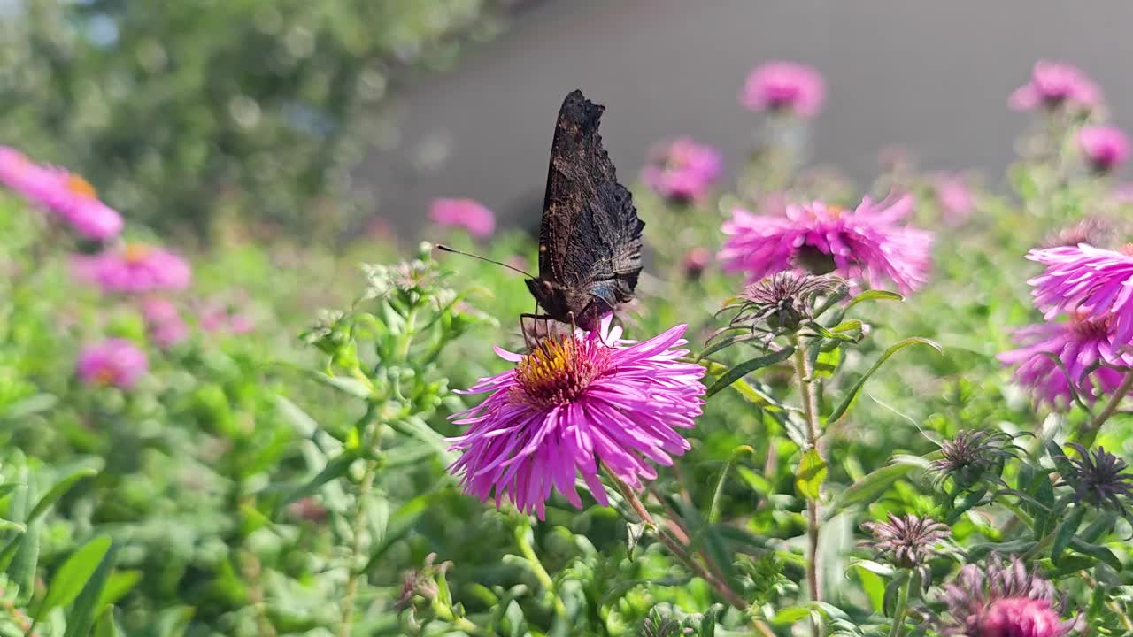 蝴蝶(多色荨麻蝴蝶)从秋天的花朵中采集花蜜视频素材