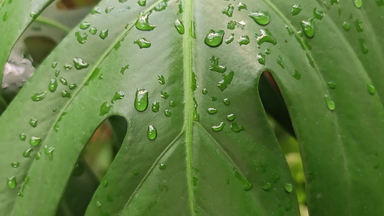 怪物叶子与水滴视频。沿着热带树叶运动。视频下载