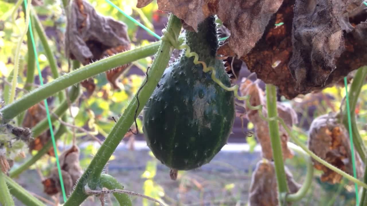 一根绿黄瓜挂在一棵植物上视频素材