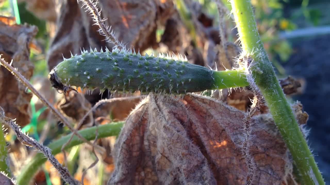 一棵长着黄瓜的黄瓜植株视频素材