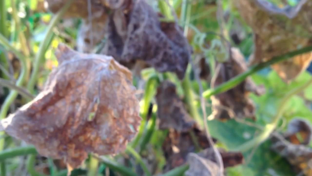 一堆枯黄叶子的植物视频素材