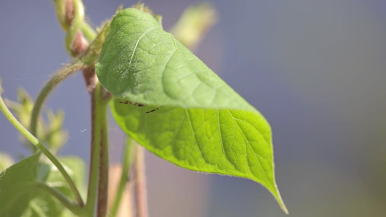 叶子下的蜘蛛视频下载