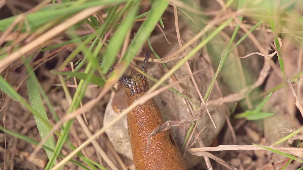 布朗蛞蝓视频下载