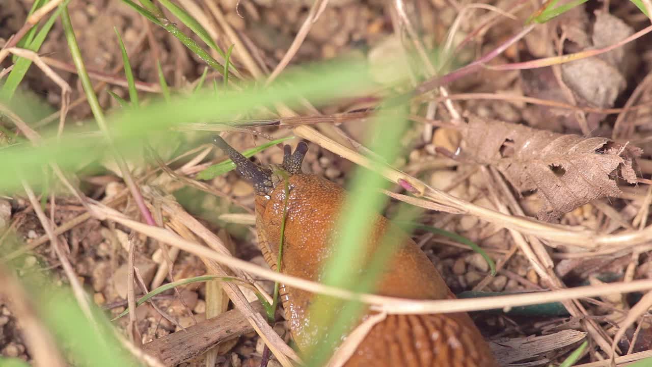 布朗蛞蝓视频素材