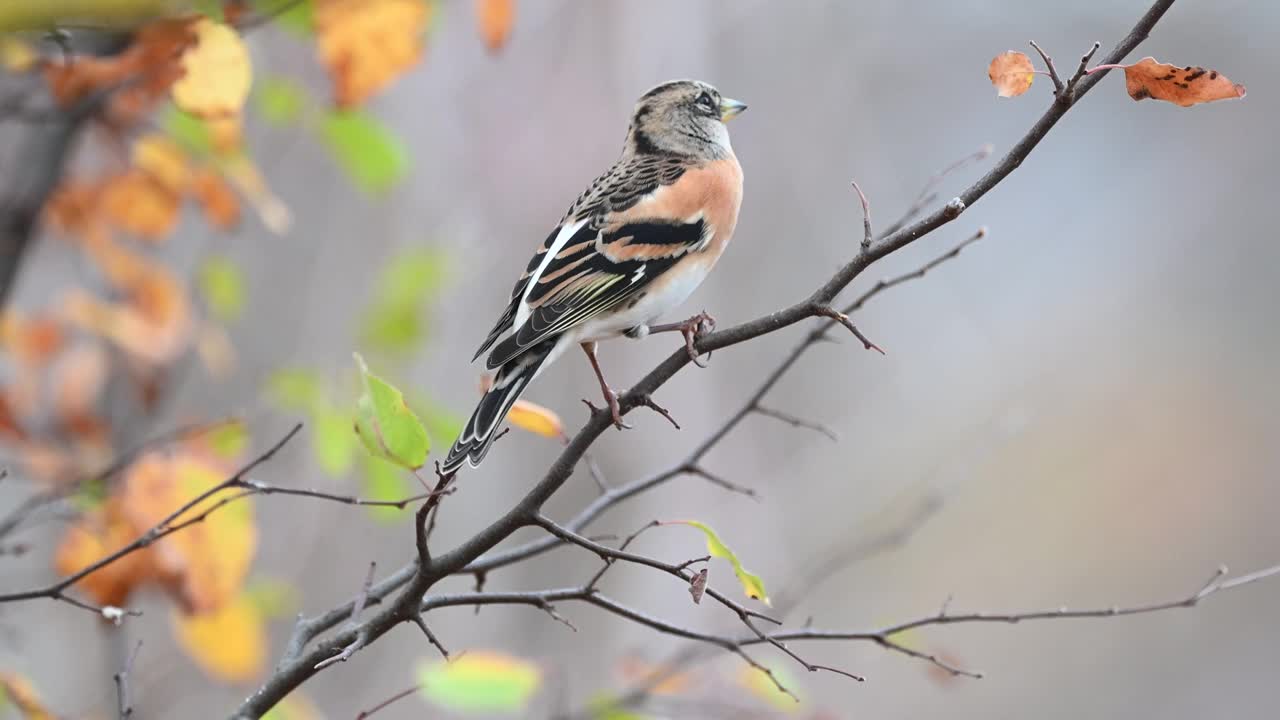 Brambling, Fringilla montifringilla。在野外视频素材