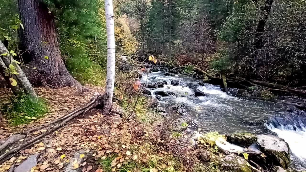 在一个多云的早晨，一条美丽的山涧穿过秋天的森林，山坡上的树叶和高大的树木。视频素材