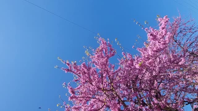 紫荆花粉蓝，天空蜜蜂春天的季节视频下载
