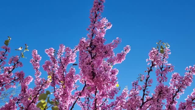 紫荆花粉蓝，天空蜜蜂春天的季节视频下载