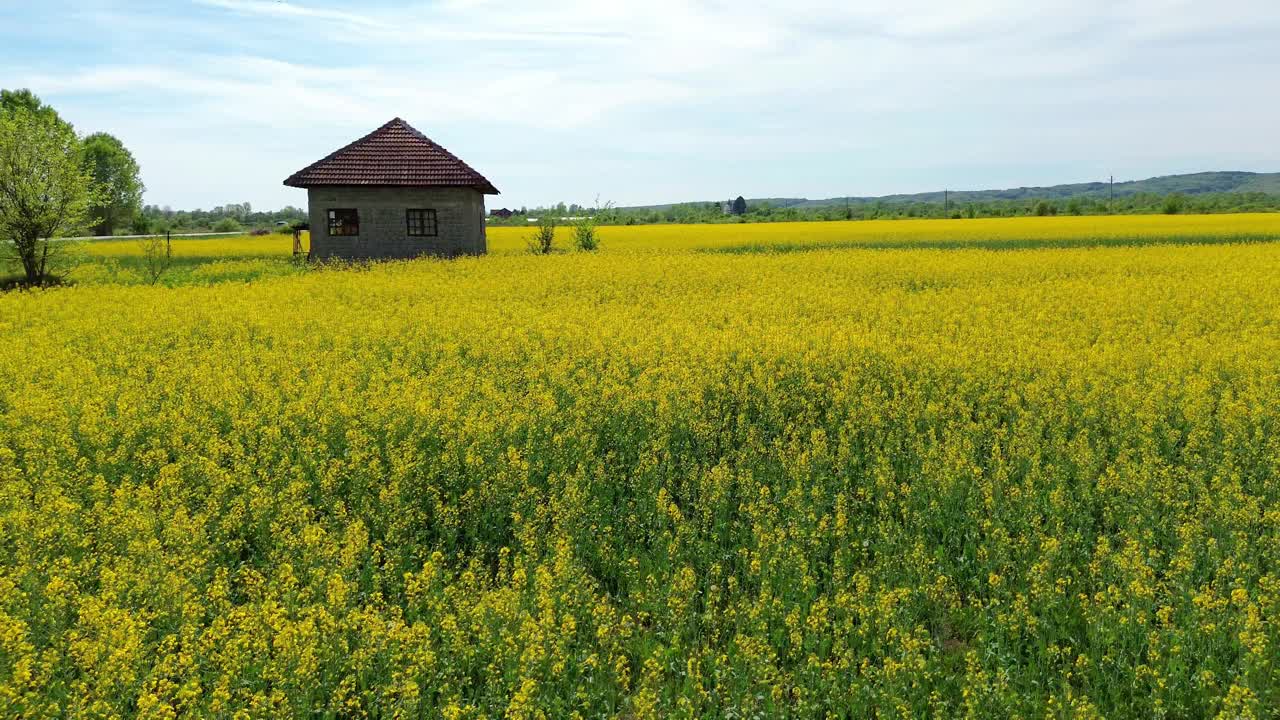 在开花的油菜籽田上空飞行。视频下载