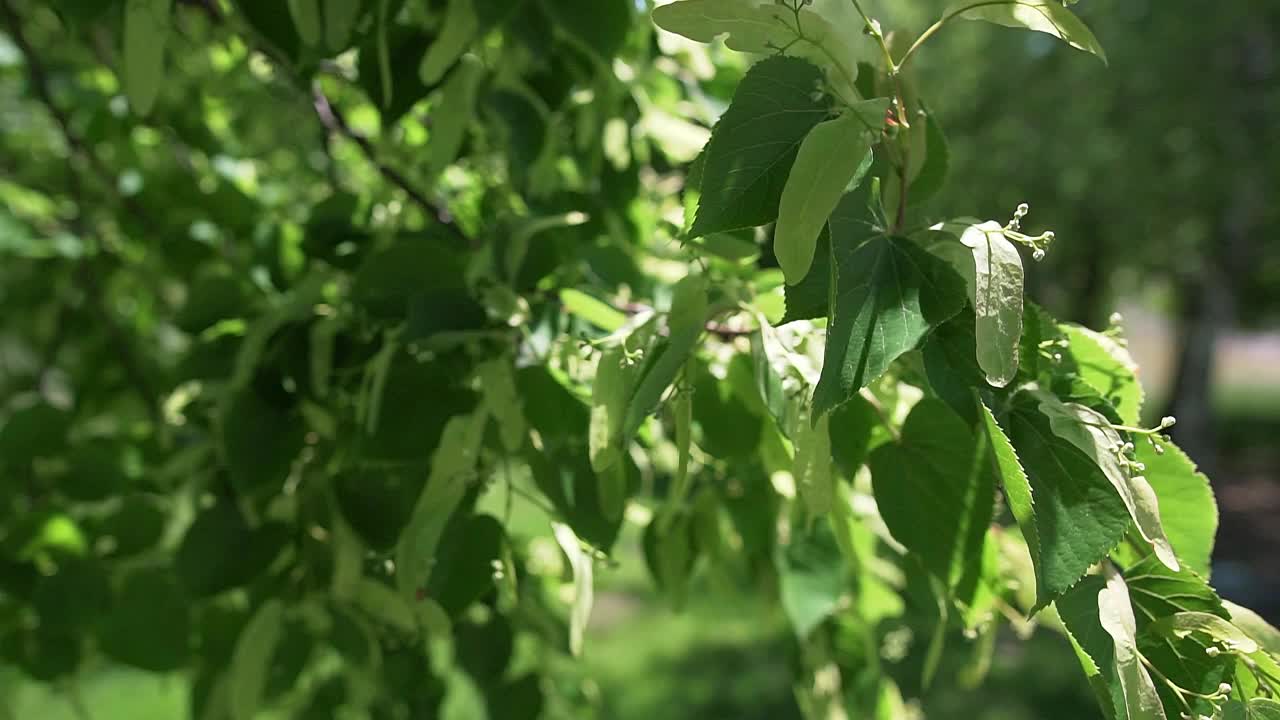 美丽的绿色叶子的一棵树生长在湖岸和长凳视频素材