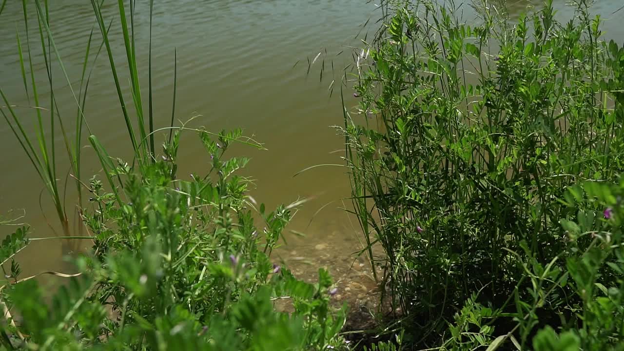 生长在塞尔维亚布鲁耶湖岸和湖底的野草视频素材