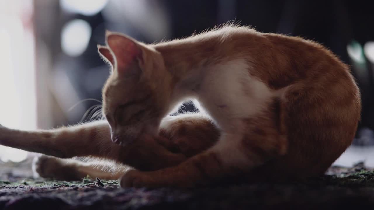 一只猫在舔她的脚。这只猫正在舔和清洁她的脚。视频下载