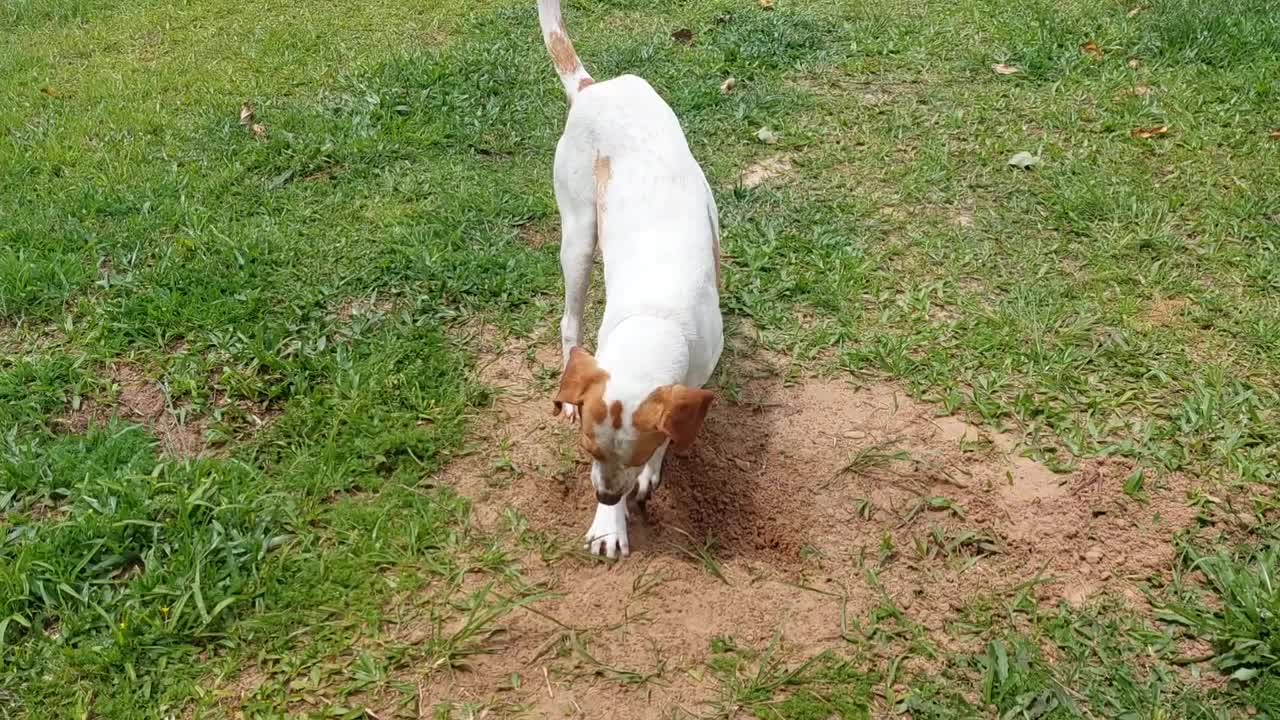 狗在草地上挖洞视频下载