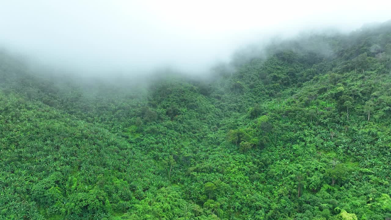 无人机在茂密的热带森林上空飞行。4 k。视频下载