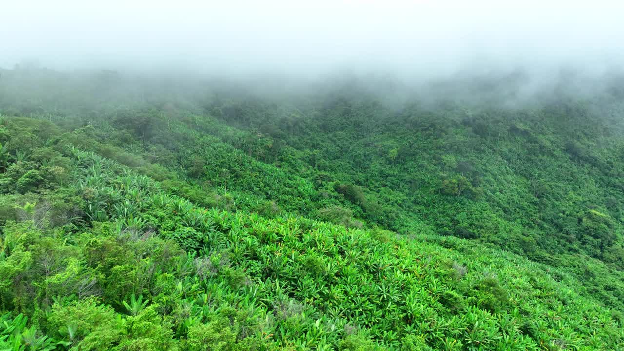 无人机在茂密的热带森林上空飞行。4 k。视频下载