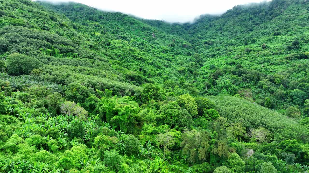 无人机在茂密的热带森林上空飞行。4 k。视频下载