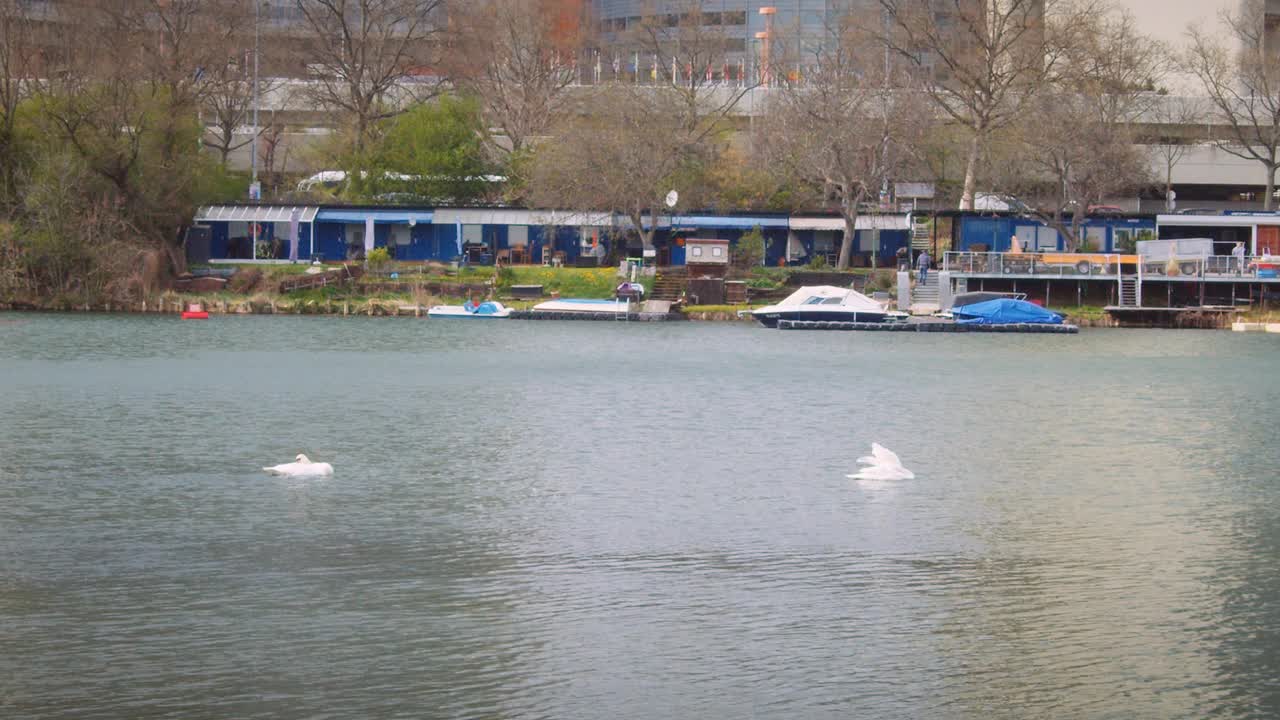 这是奥地利阿尔特多瑙湖中天鹅的4K视频，背景是维也纳城市建筑形成的天际线。视频素材