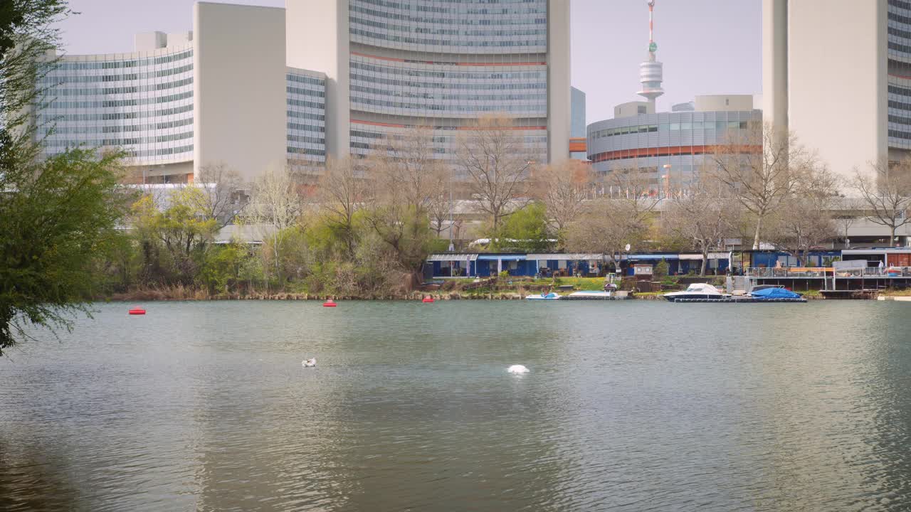 这是奥地利阿尔特多瑙湖中天鹅的4K视频，背景是维也纳城市建筑形成的天际线。视频素材