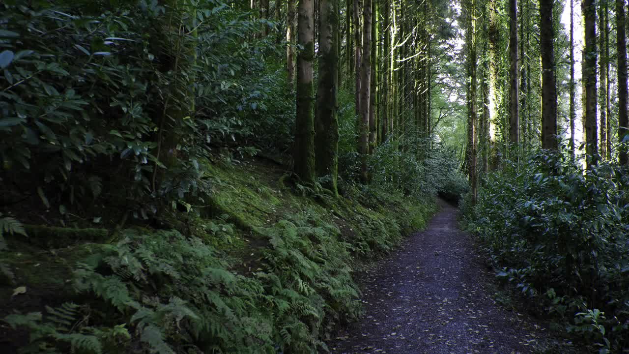 一条宁静的走道，周围环绕着茂密的植被和参天大树。锅视频素材